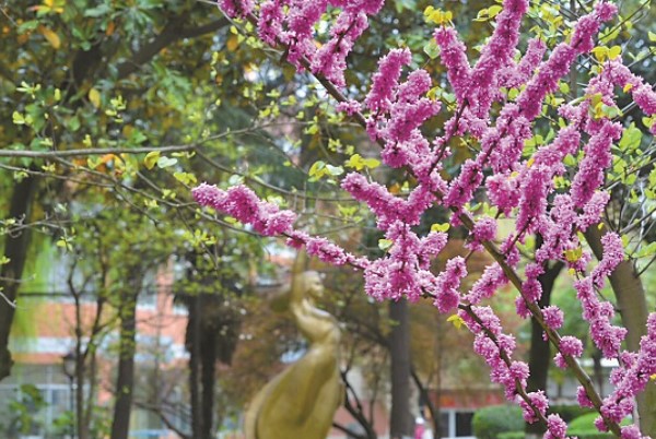 春天的四川师范大学校园
