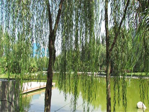 成都希望职业学校幼师专业方向介绍
