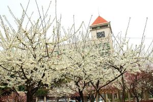 江油中学在四川排名怎么样_学校好不好